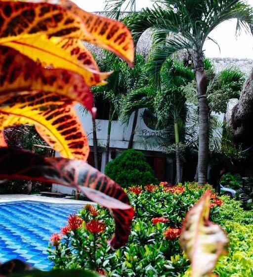 غرفة قياسية, Primaluna Palomino