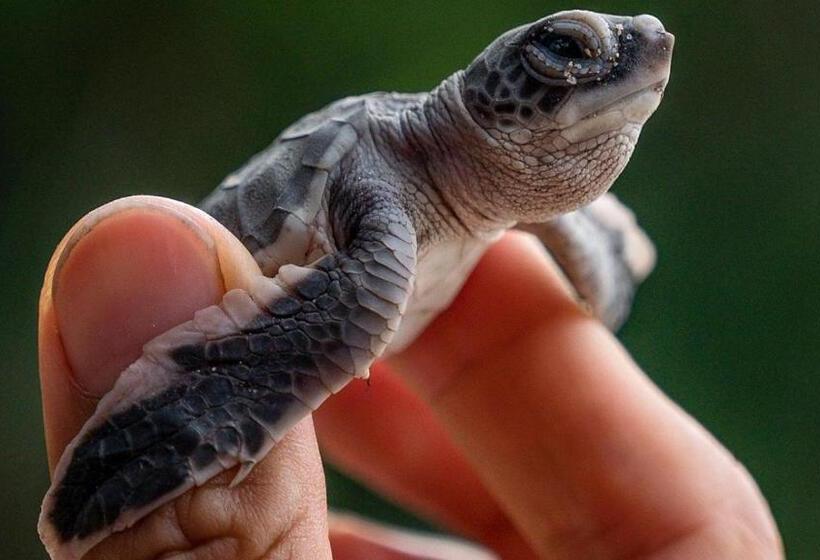 バルコニー付きスタンダードルーム, Sumimal Resort Polhena