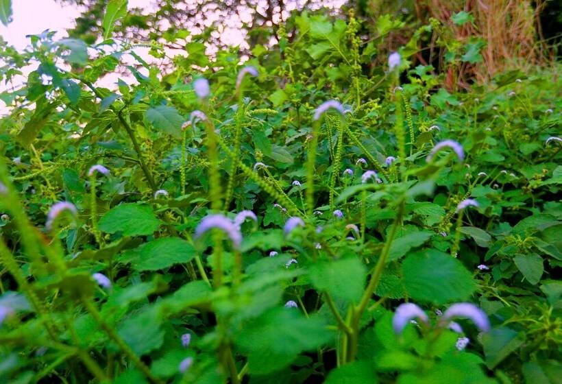 디럭스 트리플 룸, Mahaweli Spring