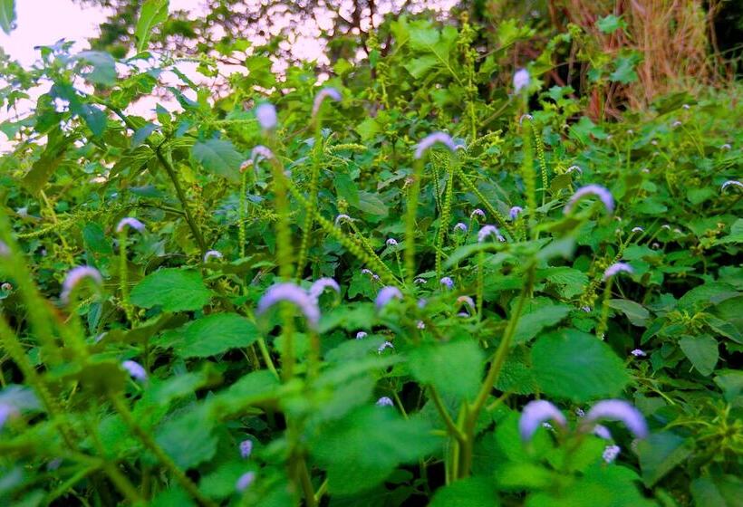 디럭스 트리플 룸, Mahaweli Spring