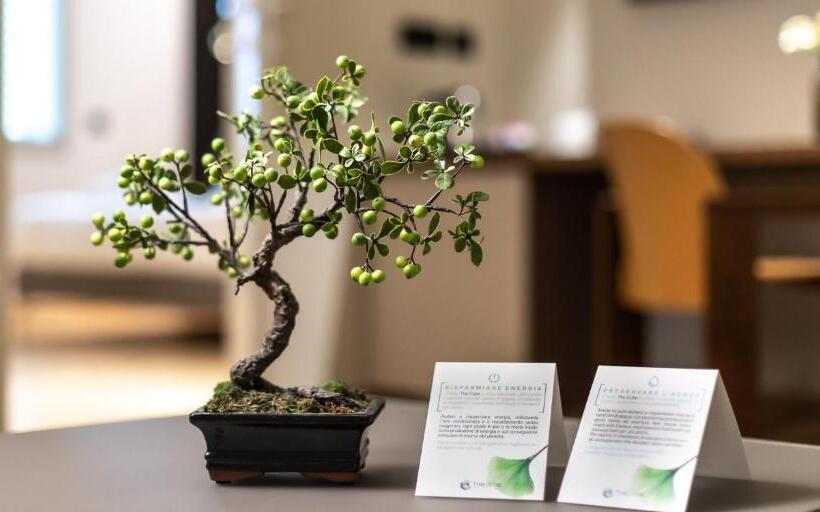 סוויטה, The Cube