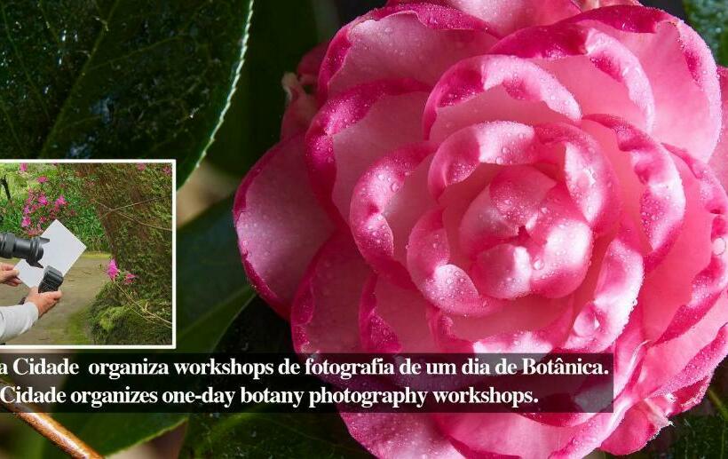 豪华房间, Casadacidade