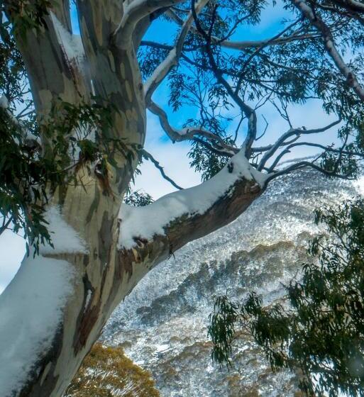 스탠다드 룸 킹사이즈 침대, Pure Chalet Thredbo