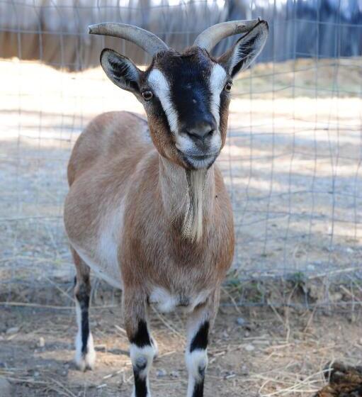 Апартаменты 3 Спальни, La Casa Colonica
