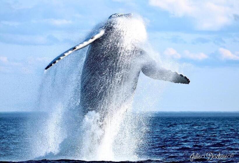 חדר סטנדרט מיטה זוגית, Hôtel Motel Le Beluga