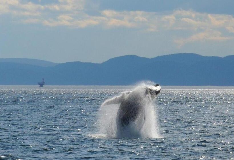 חדר סטנדרט מיטה זוגית, Hôtel Motel Le Beluga