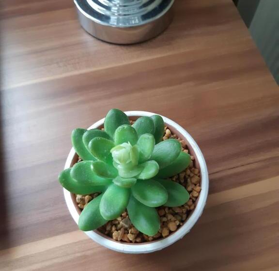 חדר סטנדרט יחיד, The Bluebell Guest House