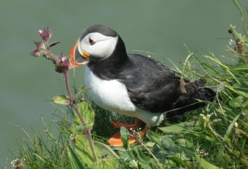 Номер Стандарт, Shearwater