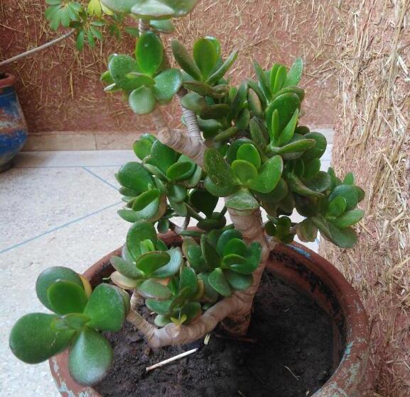 Апартаменты 2 Спальни с Бассейном, Mirleft Tayought Guest House