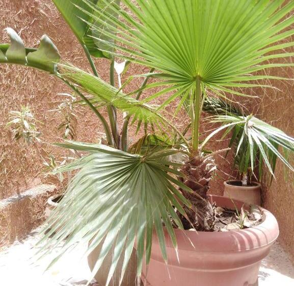 Номер Стандарт Вид на Бассейн, Mirleft Tayought Guest House