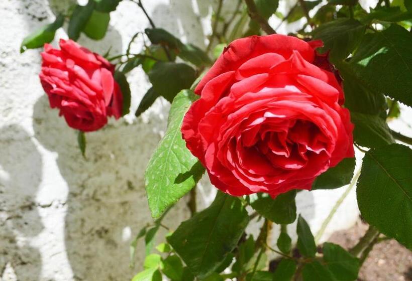 آپارتمان 1 خوابه با تراس, Villa Bašić