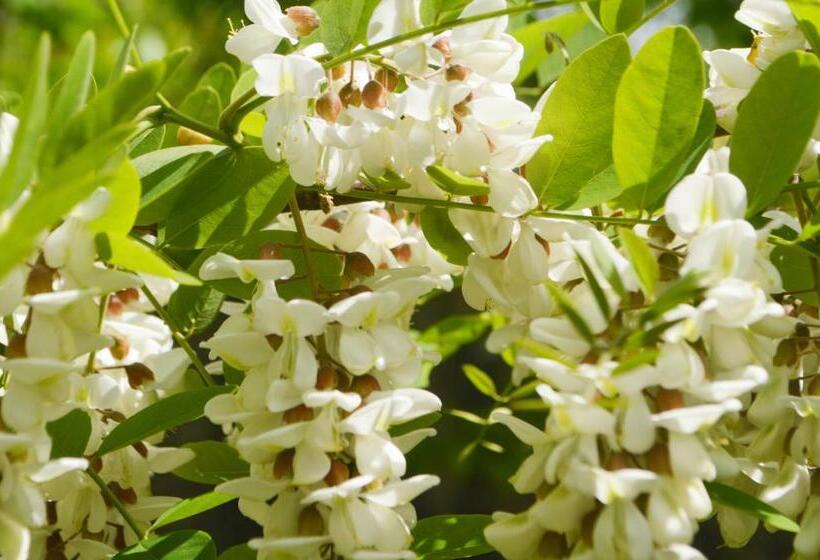 آپارتمان 1 خوابه با تراس, Villa Bašić