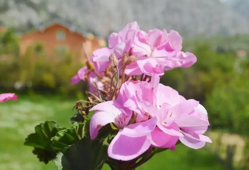 آپارتمان 1 خوابه با تراس, Villa Bašić