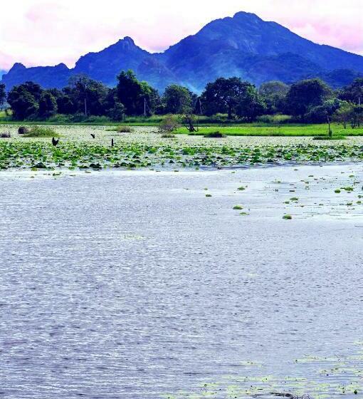 3 Bett Economy Zimmer, Sigiri Aliya Tree House