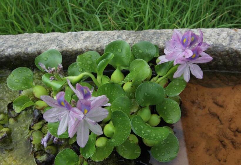 غرفة قياسية, Dasomchae Hanok Stay