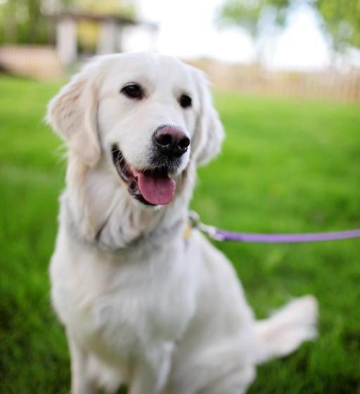 スタンダードルーム, The Cliffe At Dinham