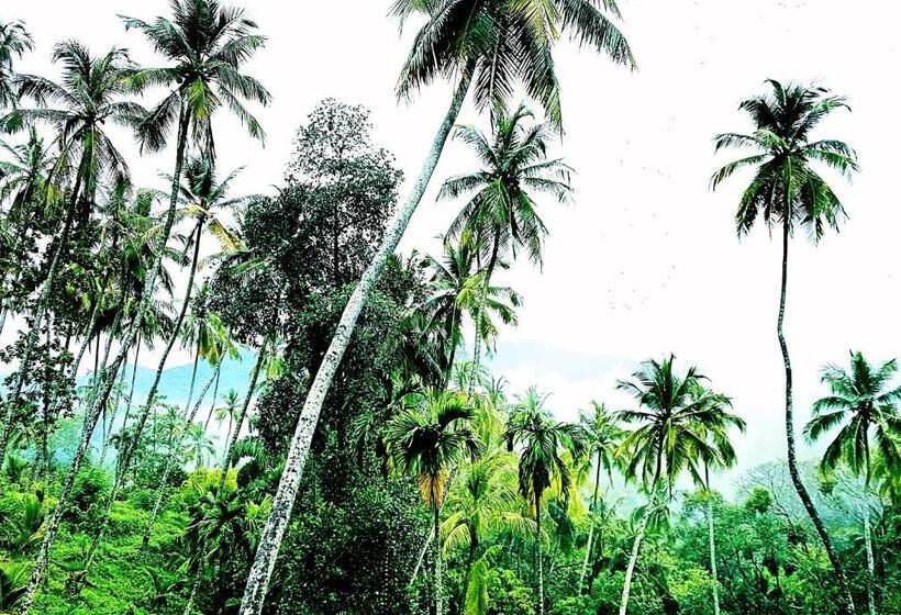 Семейный Номер, The Flame Tree Estate &