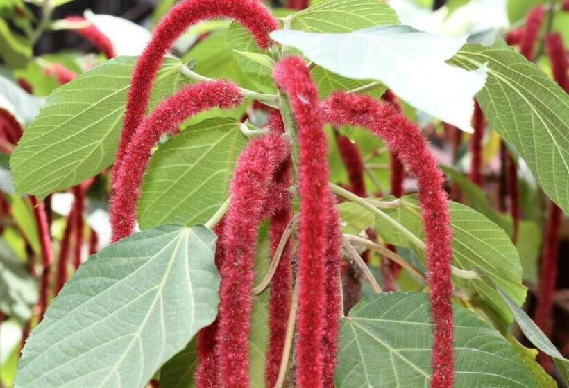 اتاق استاندارد با چشمانداز باغ, Mame Trees