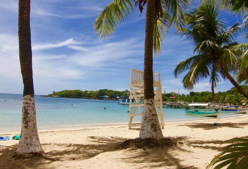 استودیوی استاندارد, Mame Trees