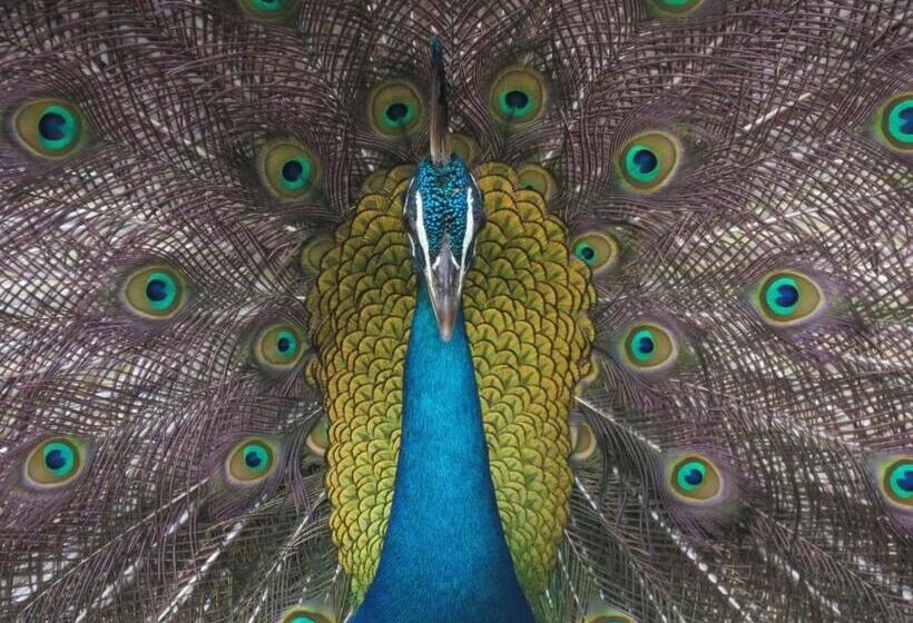 デラックストリプルルーム, Mailagama Cinnamon Residence