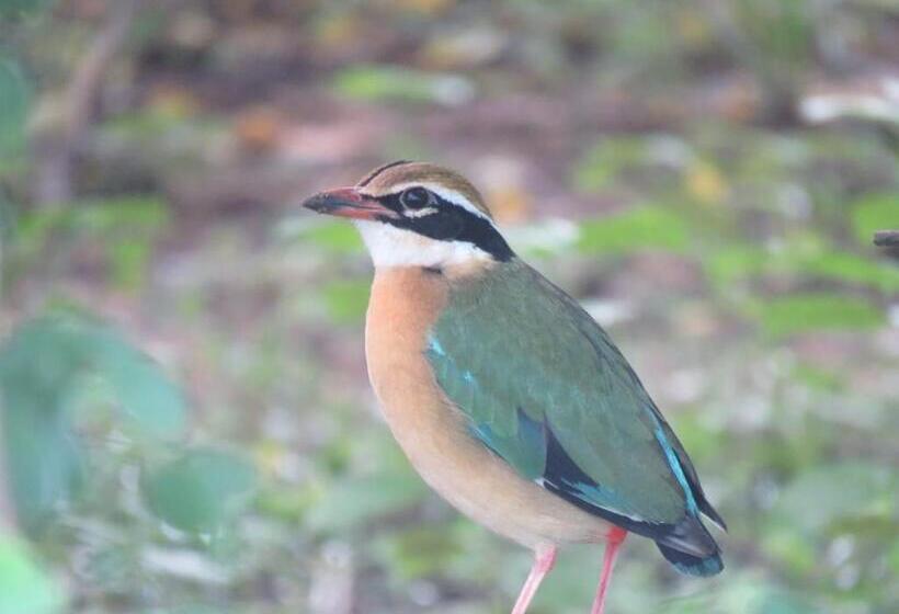 デラックストリプルルーム, Mailagama Cinnamon Residence