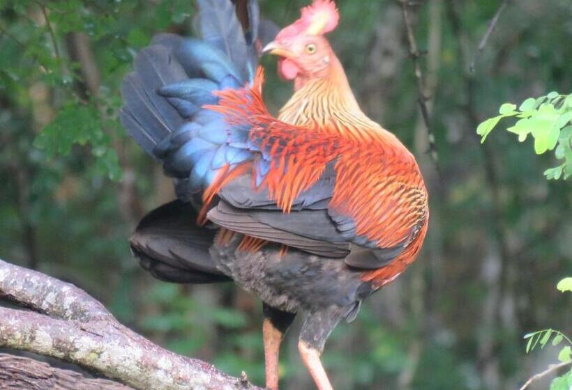 エクゼクティブトリプル, Mailagama Cinnamon Residence