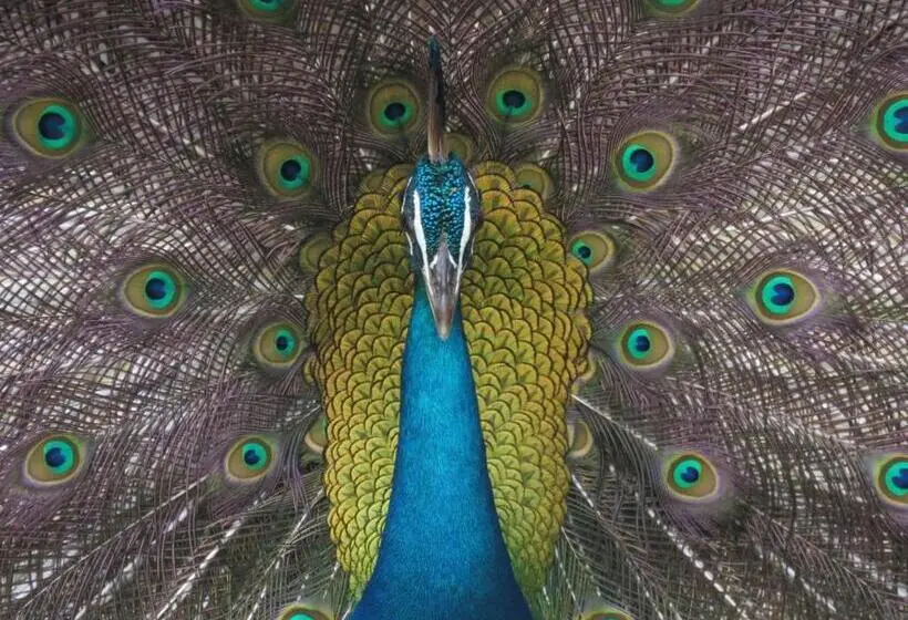 エクゼクティブトリプル, Mailagama Cinnamon Residence