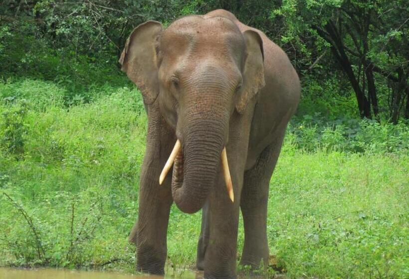 エクゼクティブトリプル, Mailagama Cinnamon Residence