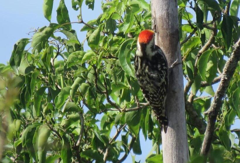 エクゼクティブトリプル, Mailagama Cinnamon Residence
