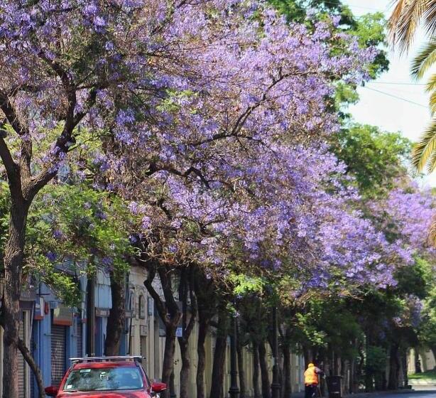 اتاق استاندارد, Casa Dos Leones