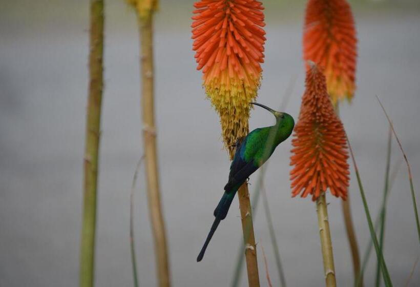 اتاق استاندارد, Motebong Lodge
