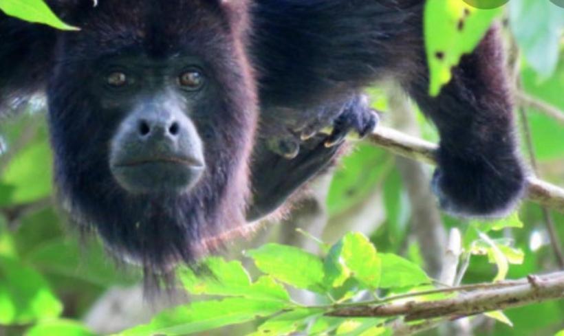 اتاق استاندارد چهار تخته, Alice Guesthouse