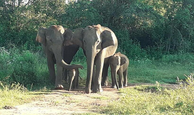 كابينة ديلوكس, Sunwin River Cabana