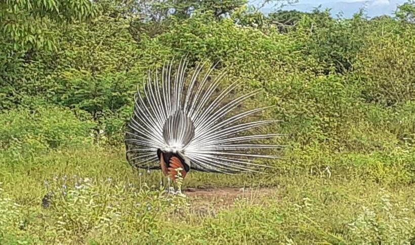 كابينة ديلوكس, Sunwin River Cabana