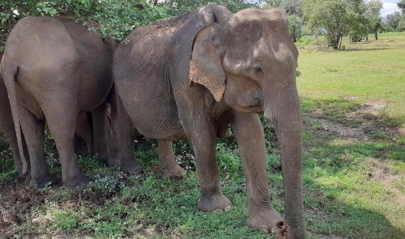 غرفة ديلوكس مزودة بشرفة, Sunwin River Cabana