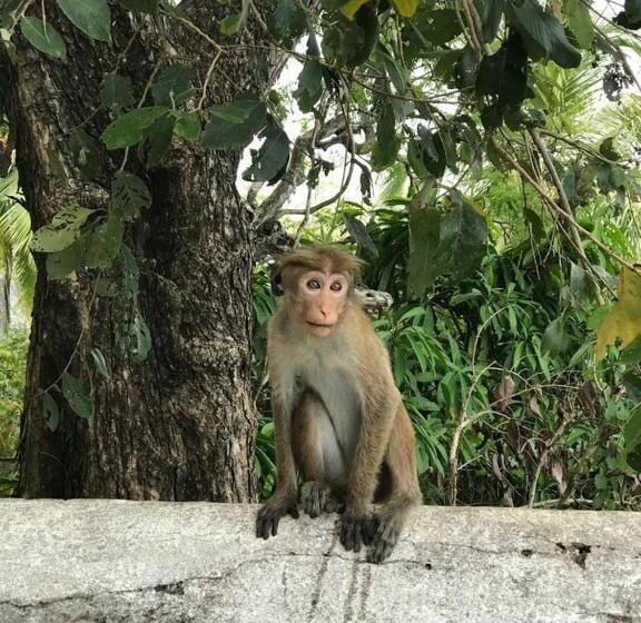 带花园景观的标准洋房, Five