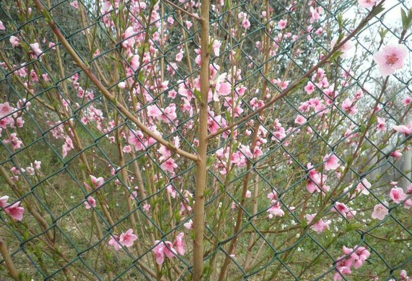 חדר סטנדרט, B&b Severini