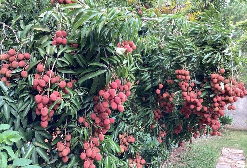 ویلای یک اتاق خوابه با استخر شنا, Villa Chezsoa, Antananarivo