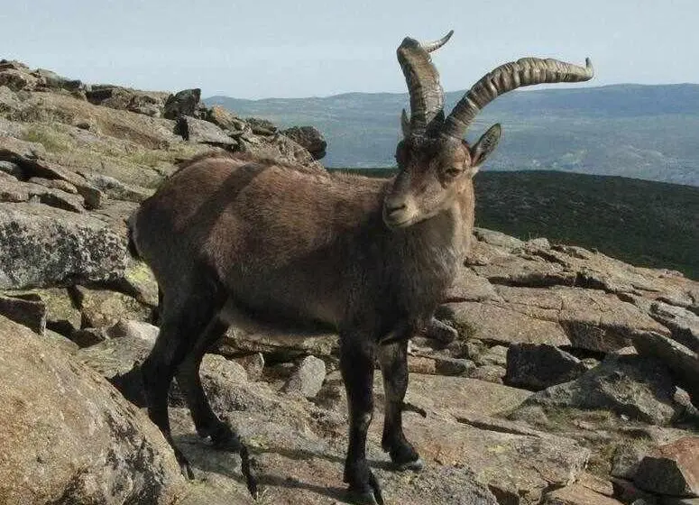 2ベッドルームハウス, El Sobrao De Gredos