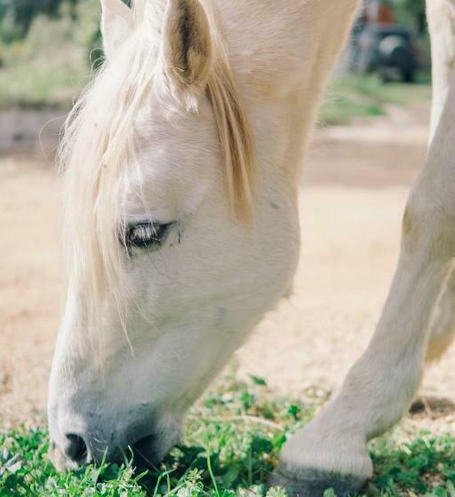 침실 3개 빌라, Finca Heredad La Boquilla