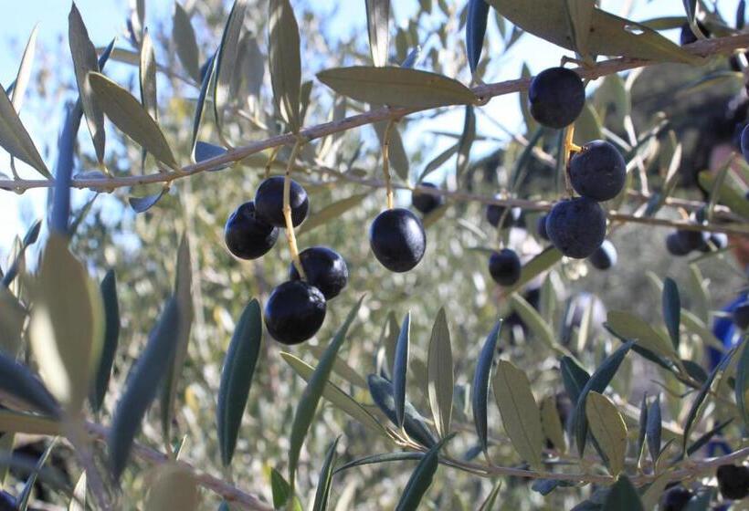 스탠다드 스튜디오, Finca Heredad La Boquilla