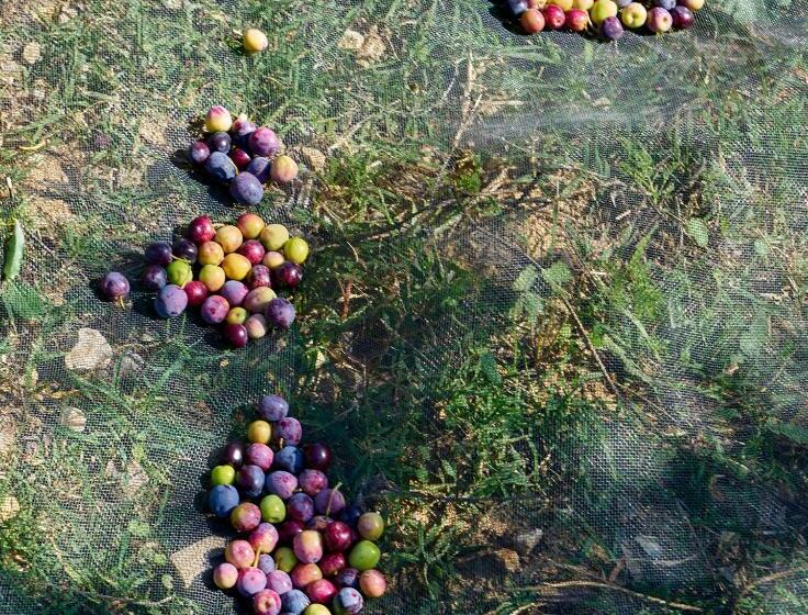 Студия Стандарт, Finca Heredad La Boquilla