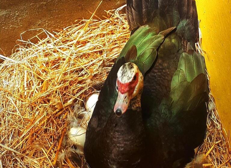 شقة غرفتين, Setequintas