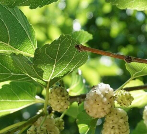 Студия Стандарт, Agriturismo Le Fornase