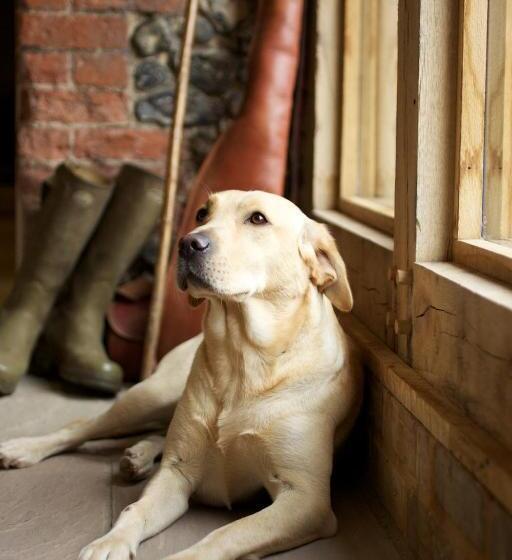 חדר דחוקס עם מיטת קינג, The Packhorse Inn