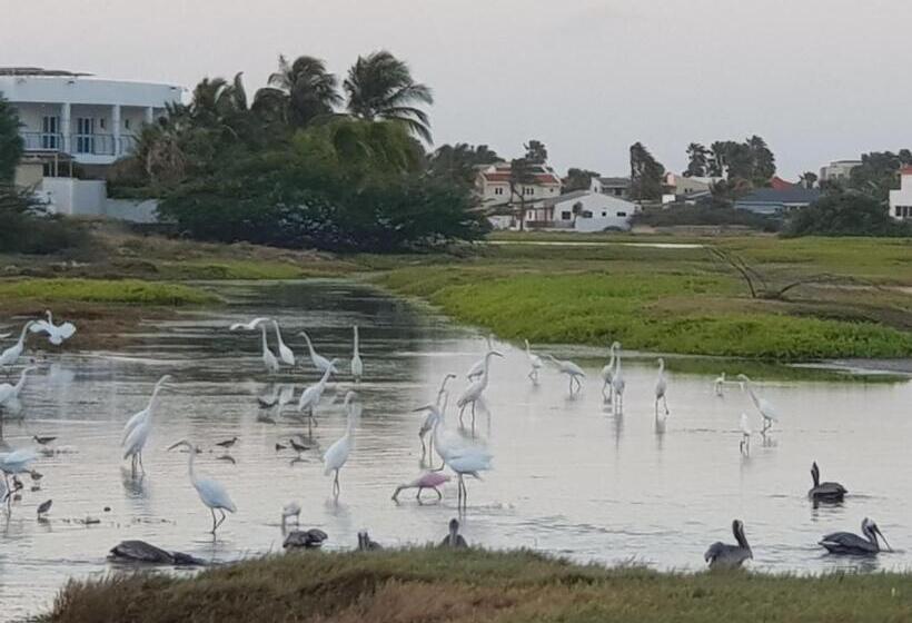 استودیوی لوکس, Sandcastle Beach Apartments