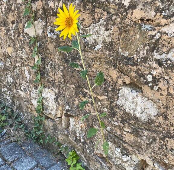 Номер Стандарт, öregház 1839