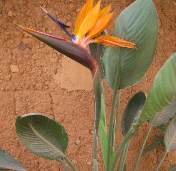 Номер Стандарт Трехместный, Tifawin Home And Garden