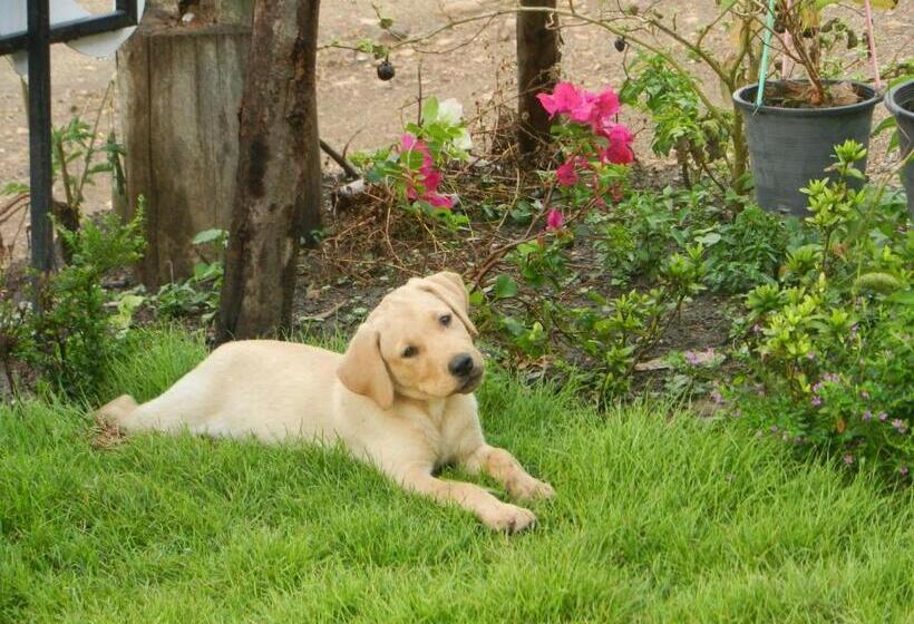 بنجلو قياسى, Pai Circus Hostel