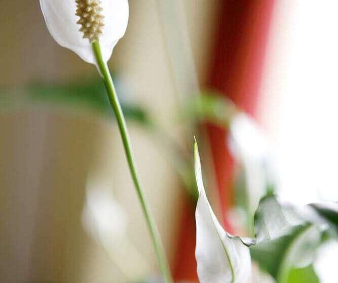 标准间, De La Paix